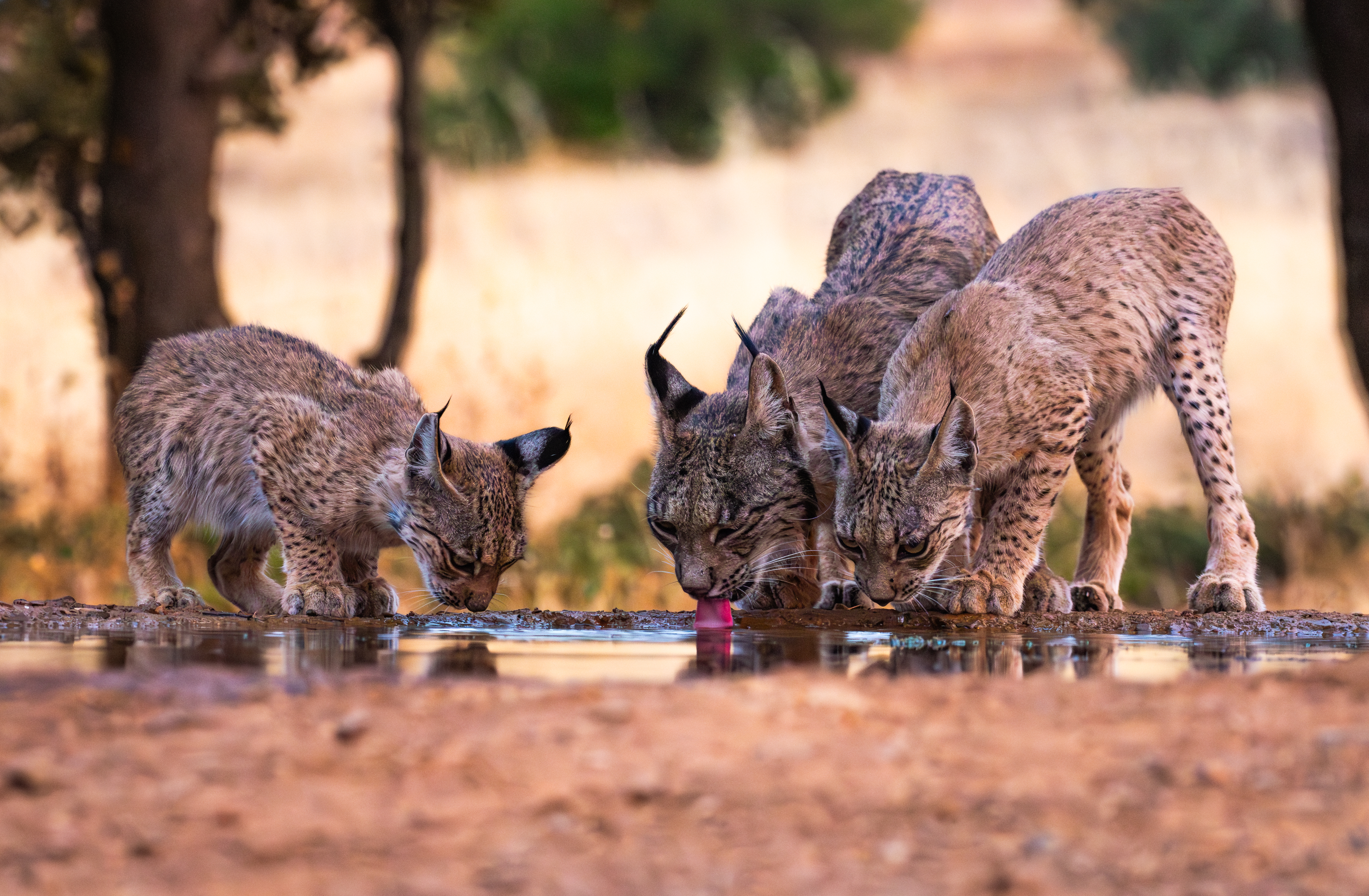 Lince ibérico