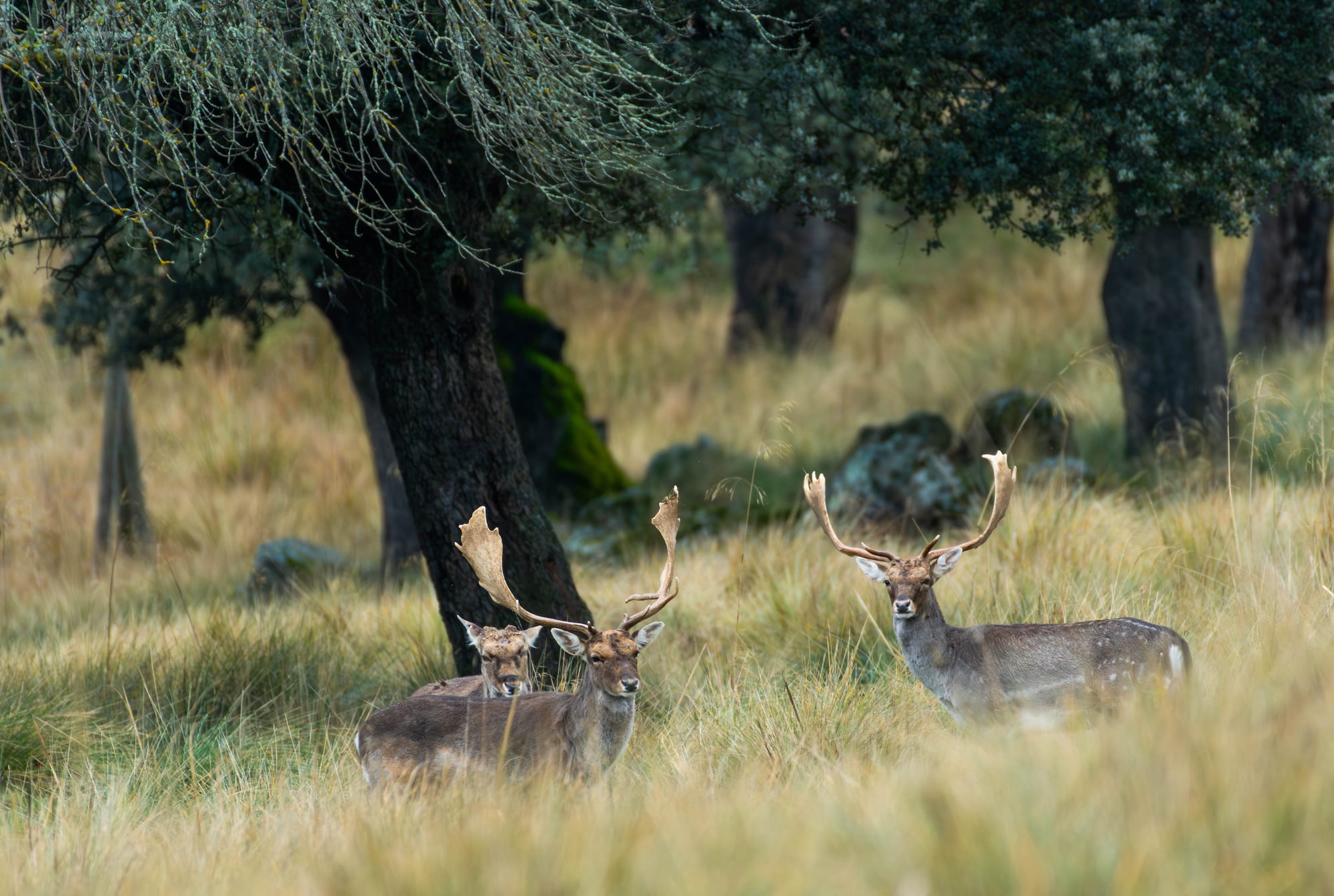 Bosque Mediterráneo 56