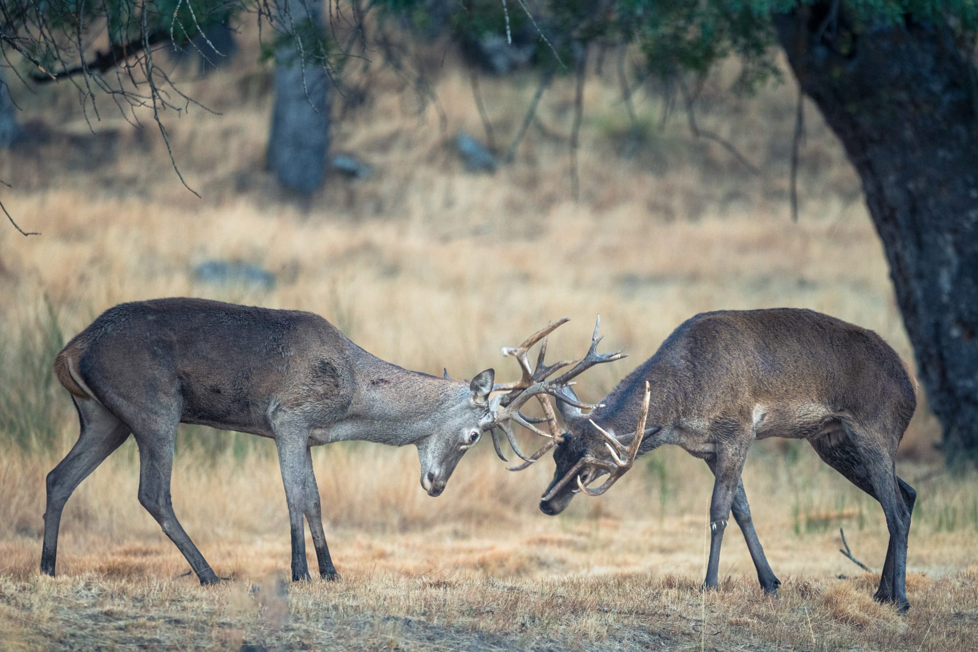 Fauna del bosque mediterráneo en la Meseta Sur