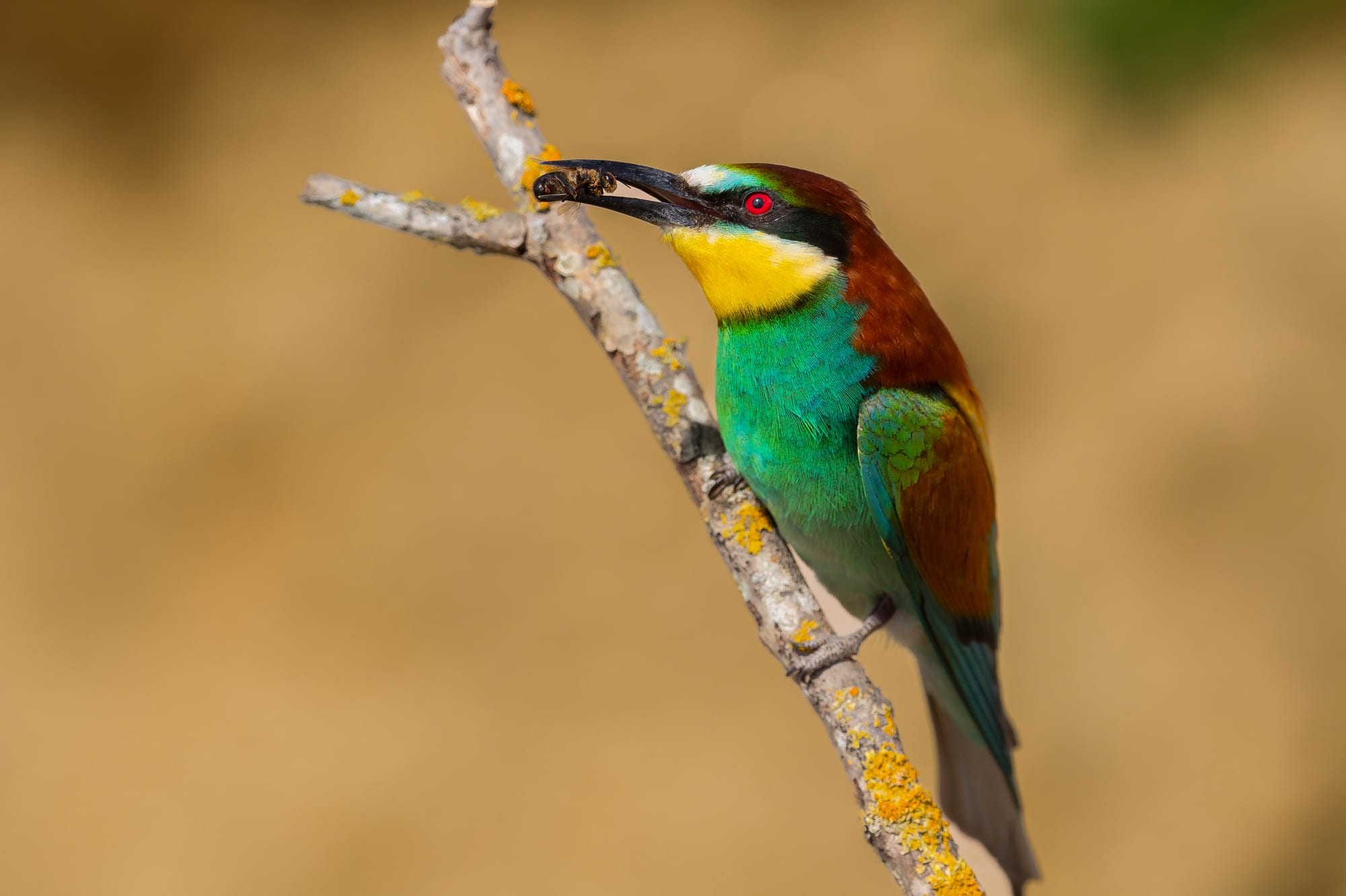 Abejaruco europeo