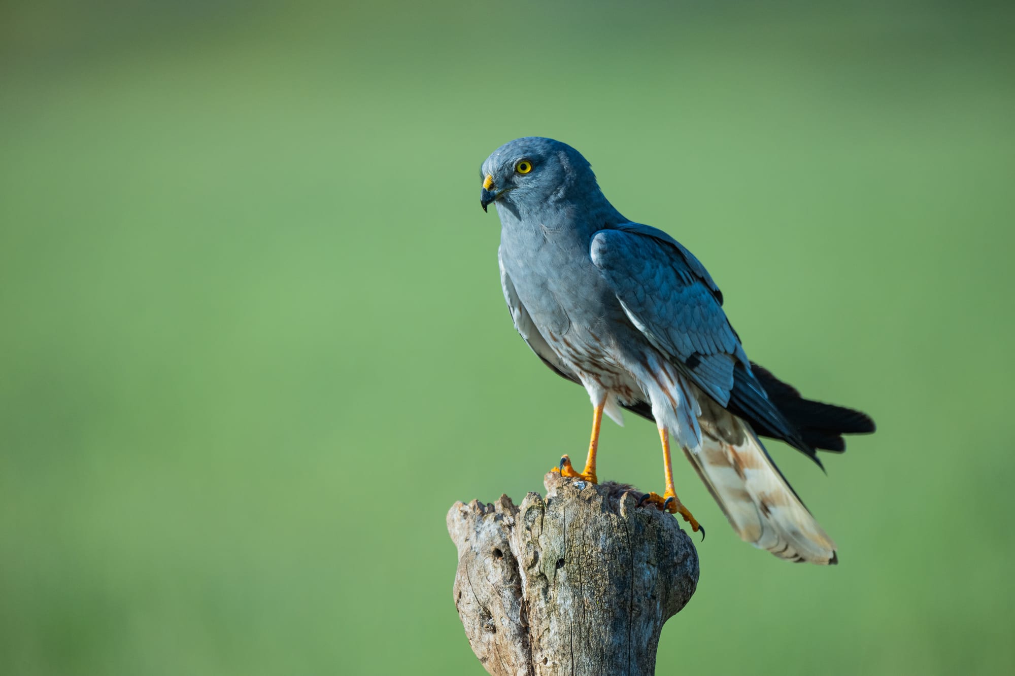 Aguilucho cenizo