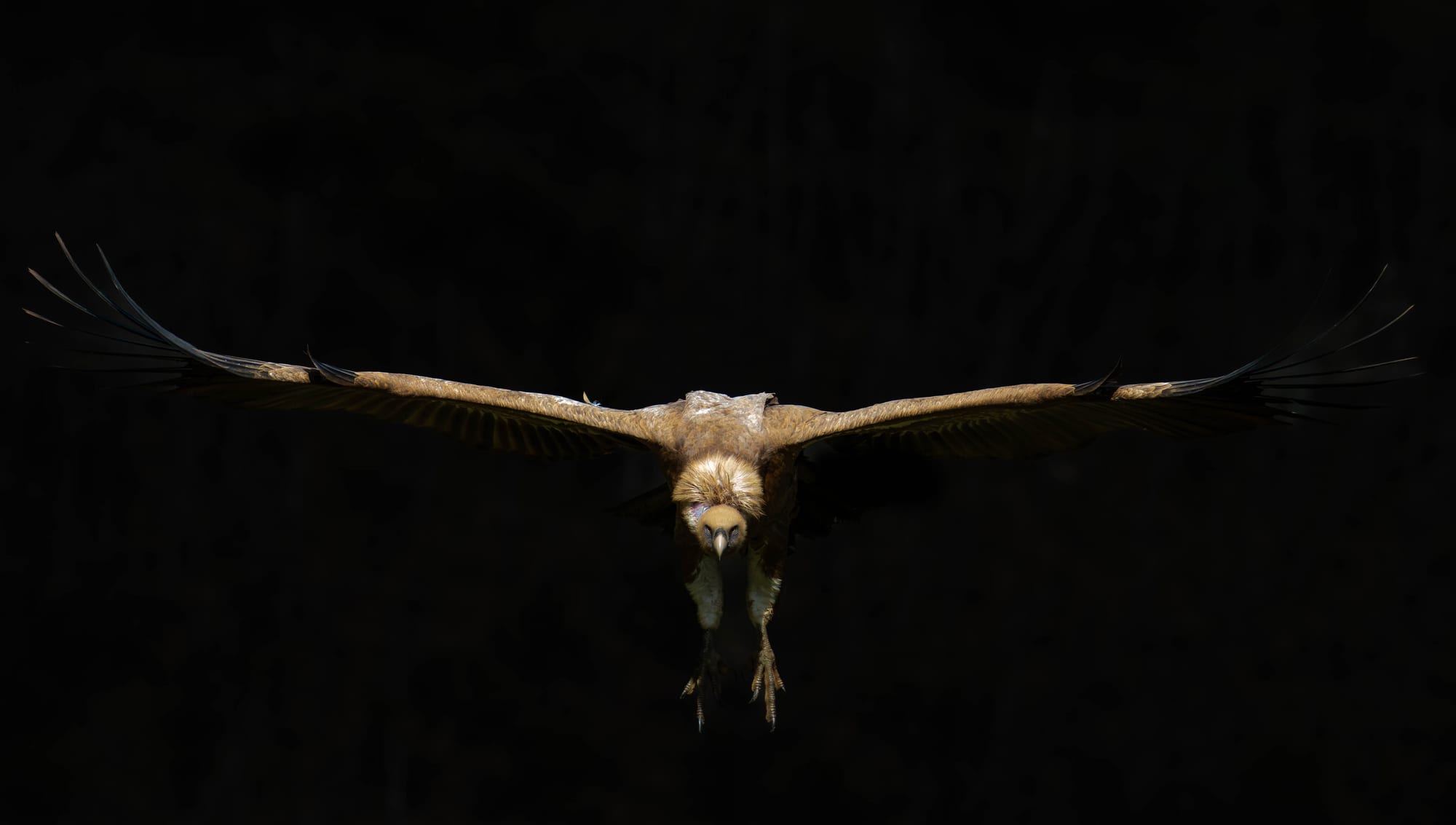 El Heraldo
