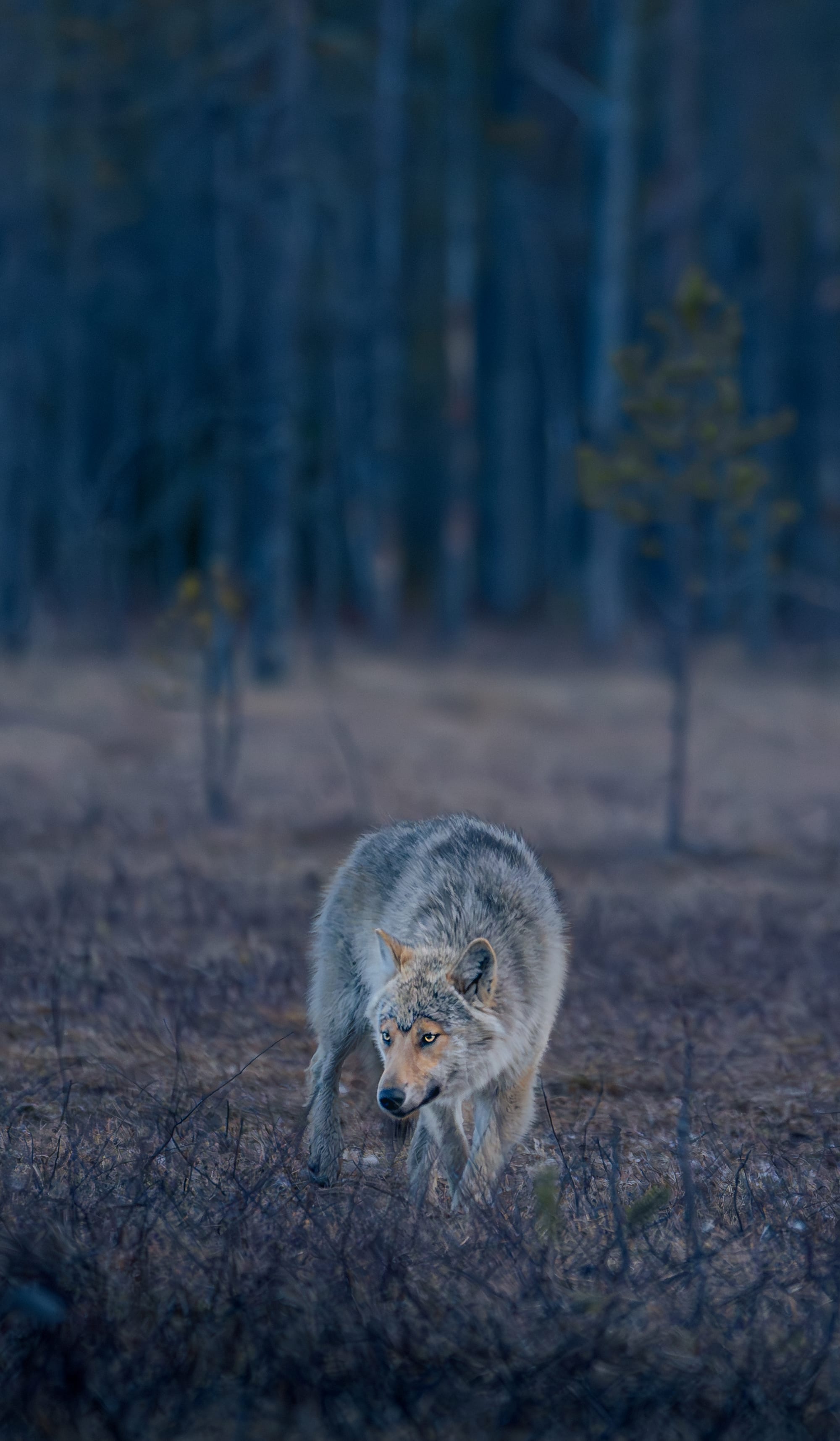 Finlandia
