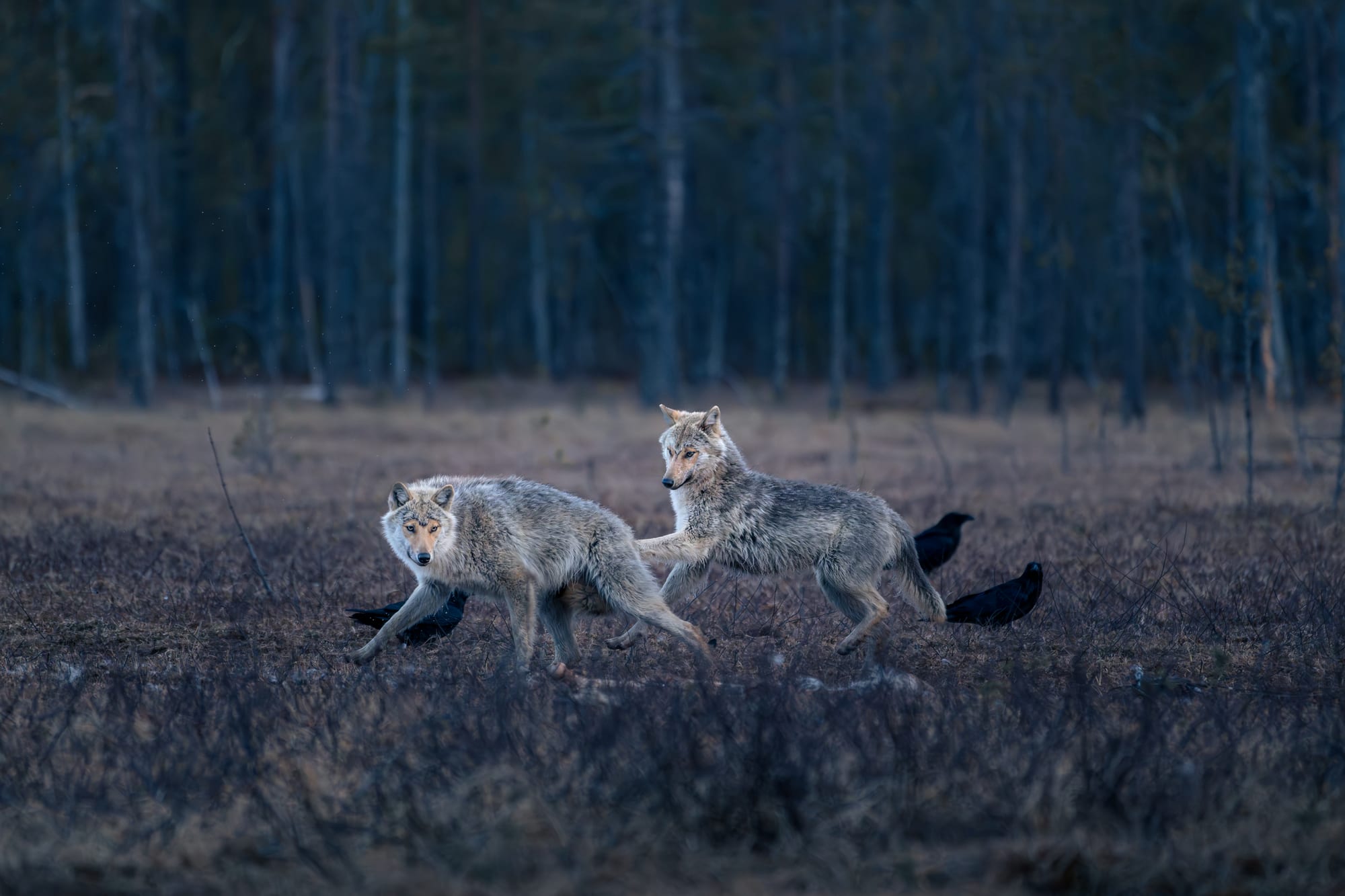 Finlandia 11