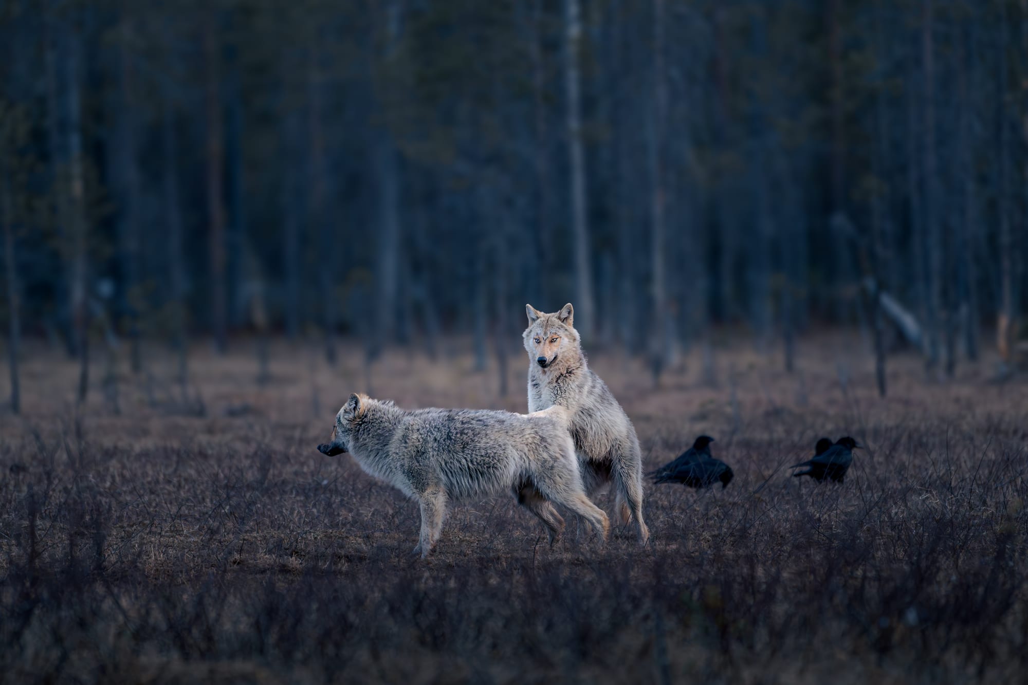 Dos lobos en el bosque boreal, Finlandia
