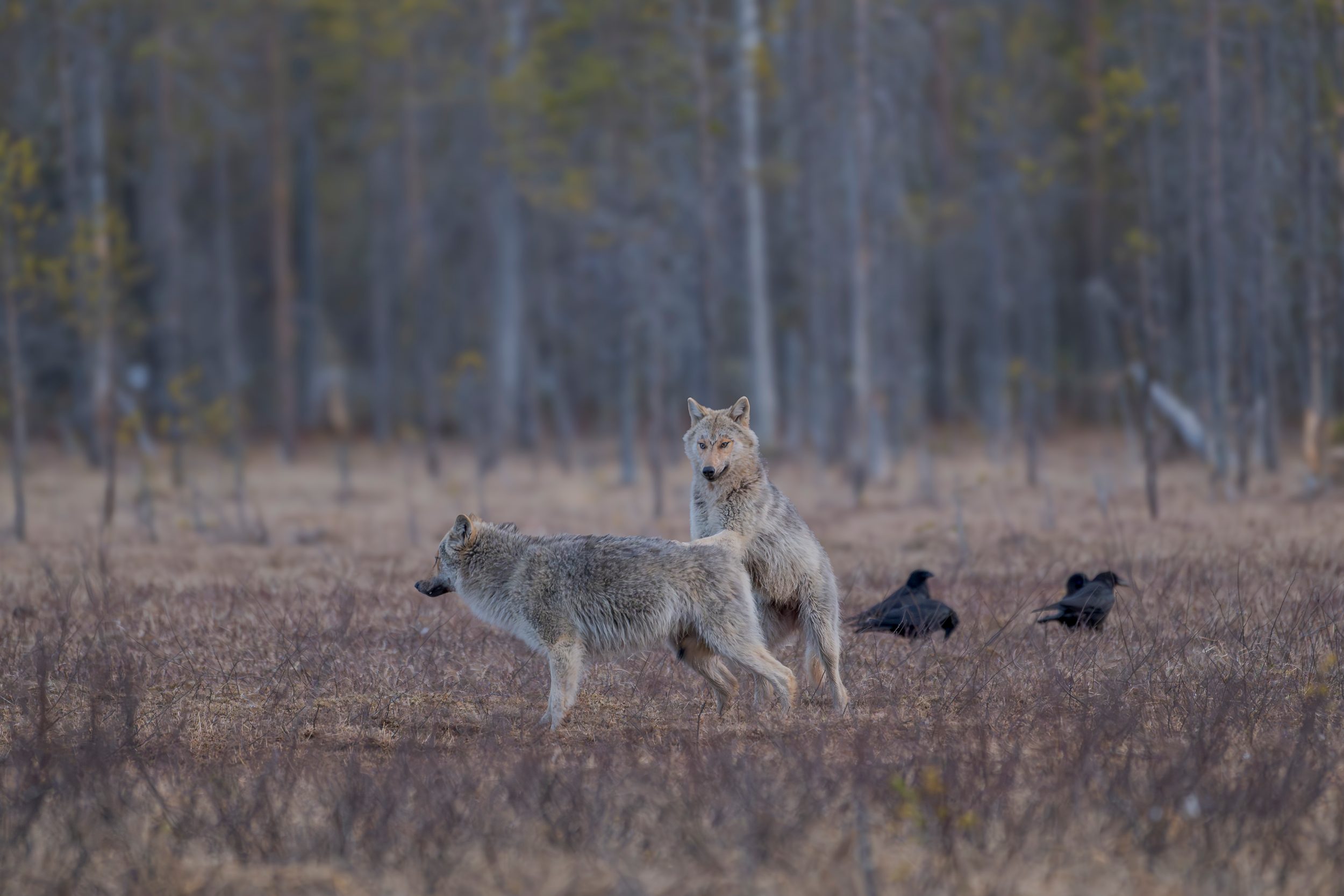 Dos lobos en el bosque boreal, Finlandia