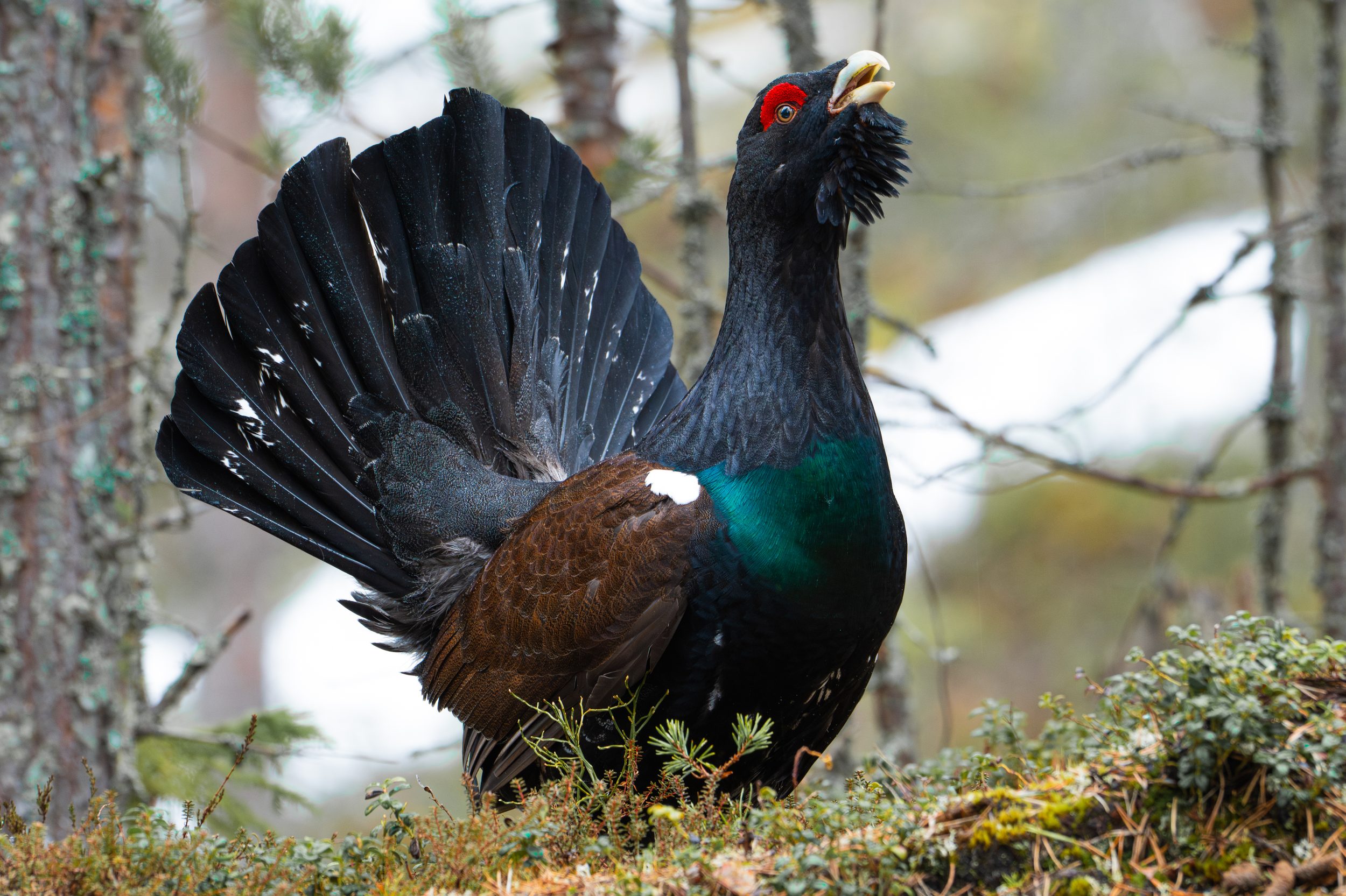 La Corona del Bosque