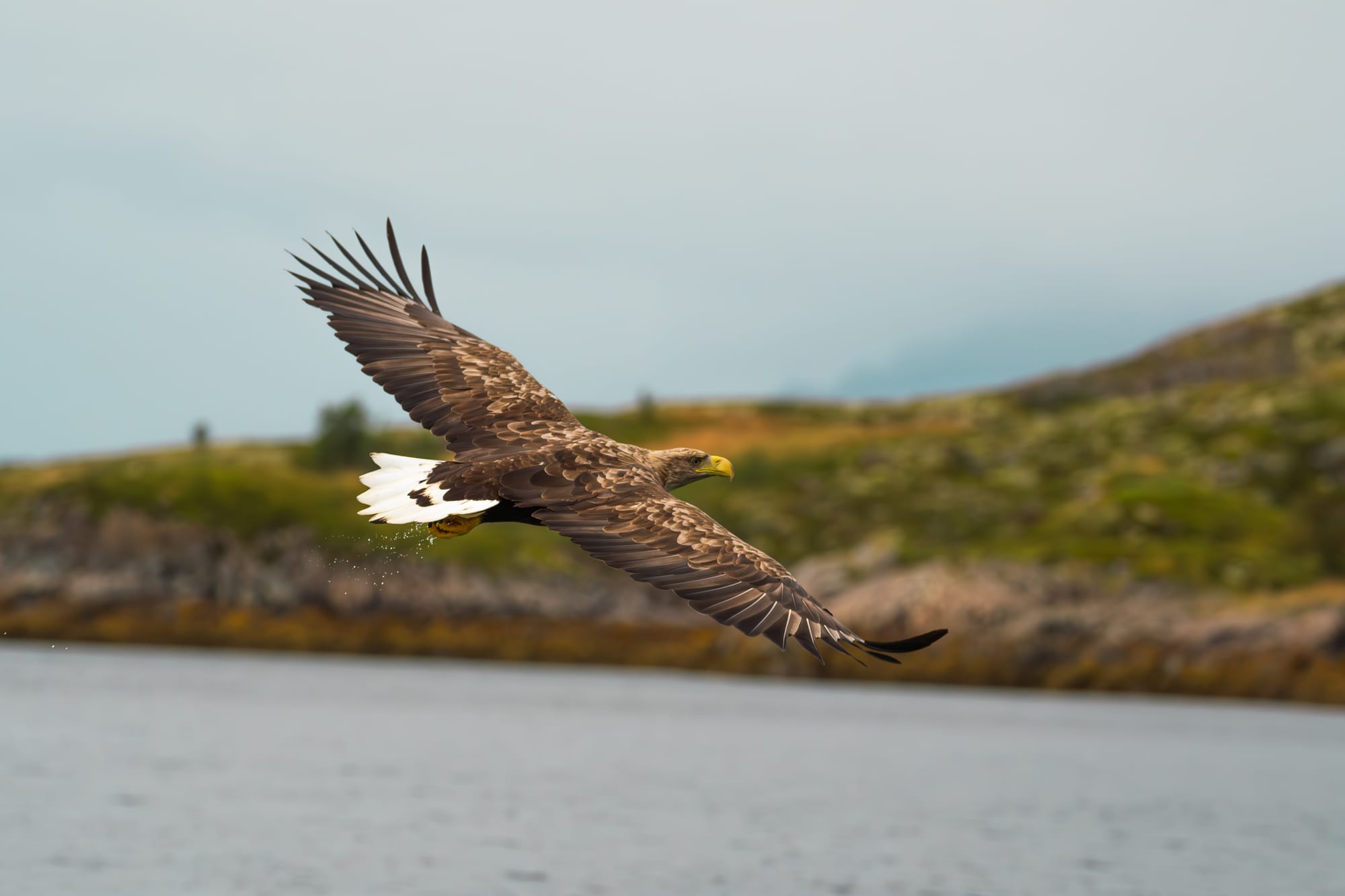Noruega