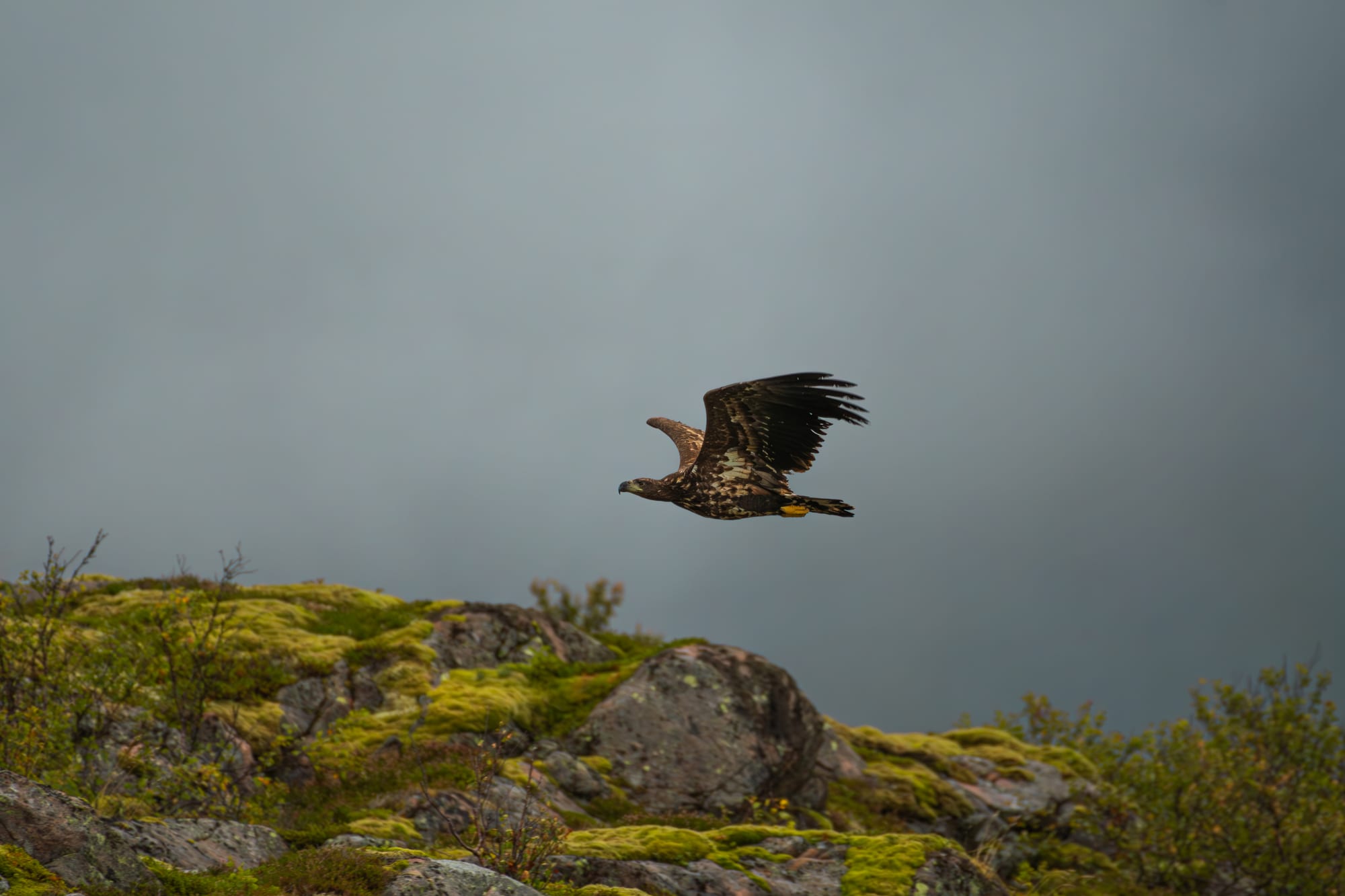 Noruega 9
