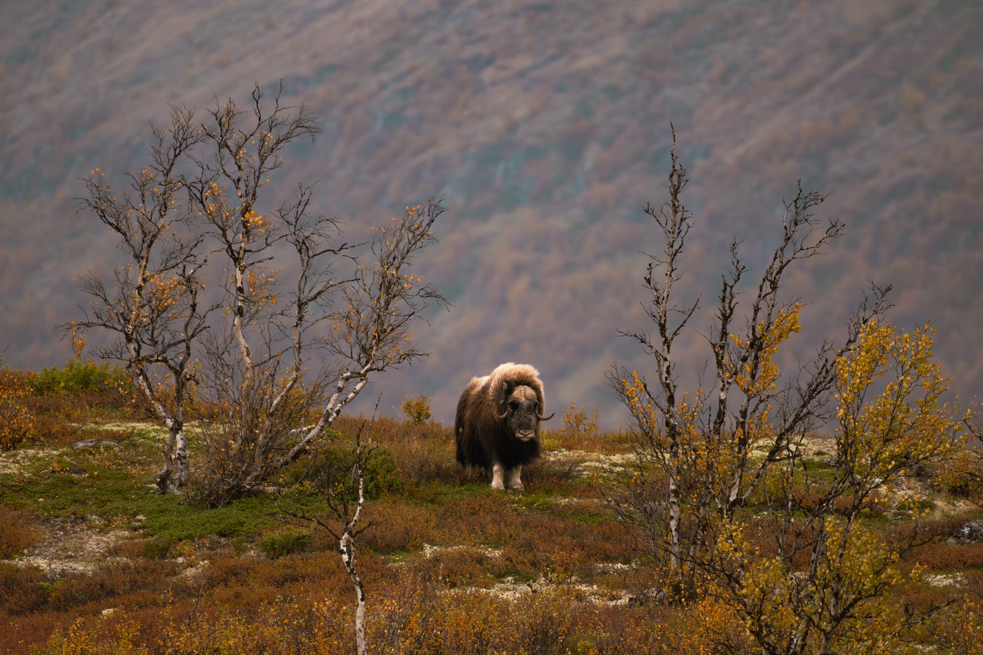 Noruega 20