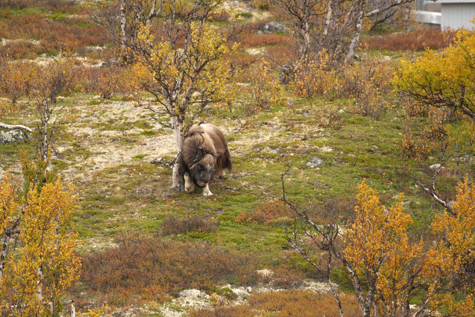 Noruega 22