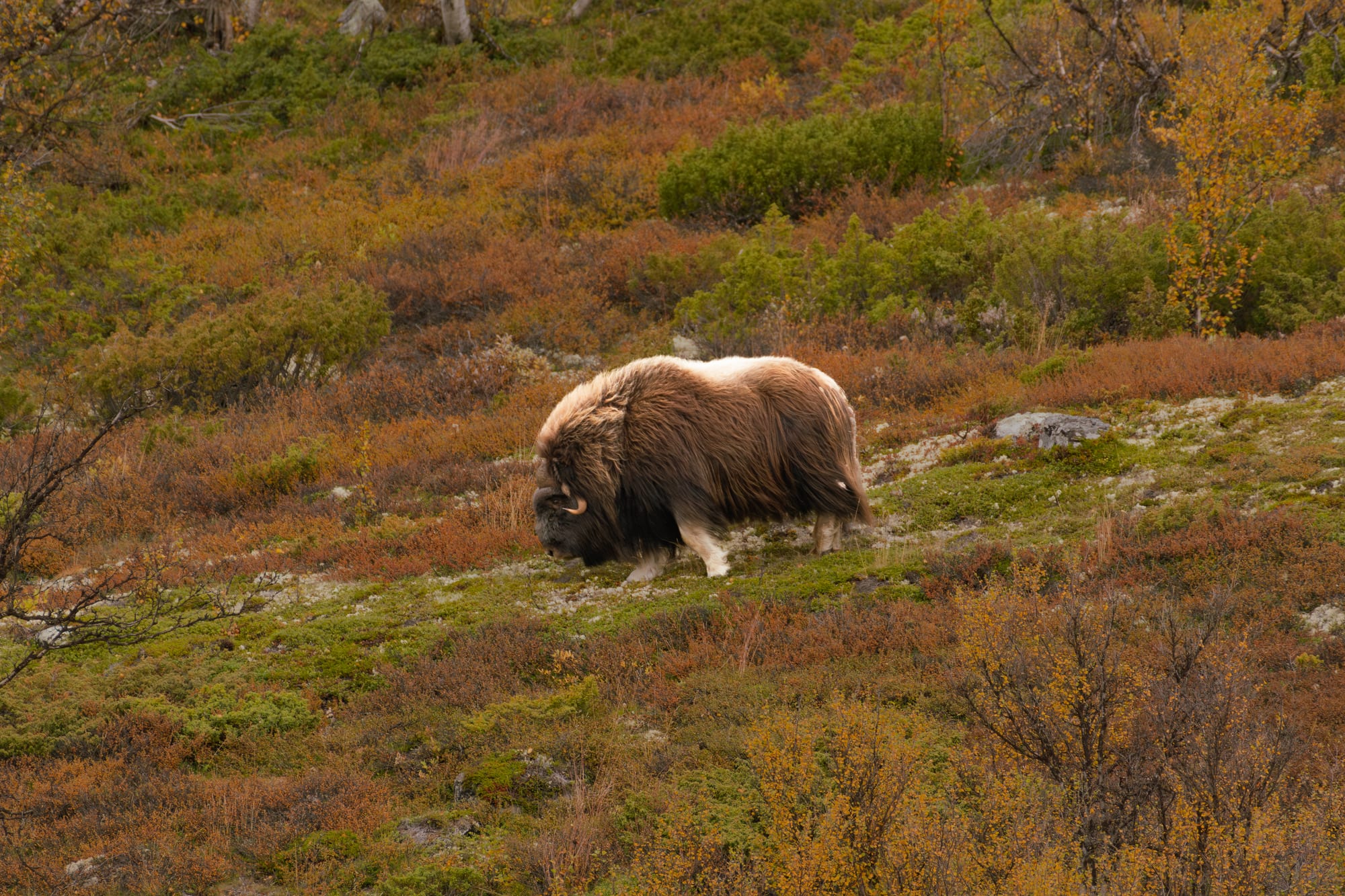 Noruega 25