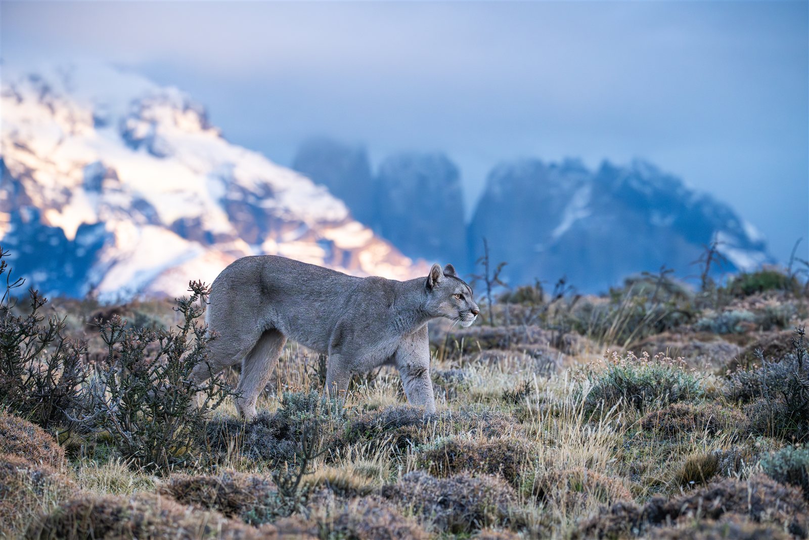 Torres del Paine